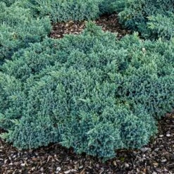 Blue Star Juniper Shrub 9 Blue Star Juniper Shrub -Evergreen Store Blue Star Juniper 4