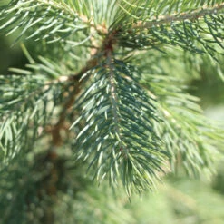 Blue Wonder Spruce Tree 7 Blue Wonder Spruce Tree -Evergreen Store Blue Wonder Spruce 3 FGT