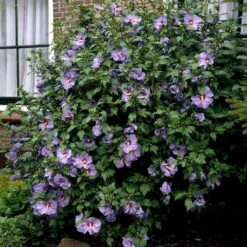 Bluebird Rose Of Sharon Hibiscus Shrub -Evergreen Store Bluebird Hibiscus 2