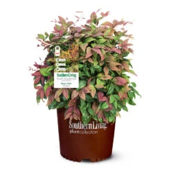 Blush Pink™ Nandina Shrub -Evergreen Store Blush Pink Nandina 6