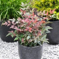 Blush Pink™ Nandina Shrub -Evergreen Store Blush Pink Nandina FGT 5