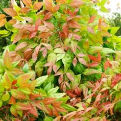 Blush Pink™ Nandina Shrub -Evergreen Store Blush Pink Nandina FGT 6