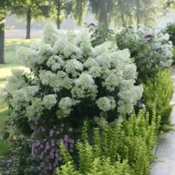 Bobo® Hydrangea Shrub -Evergreen Store Bobo Hyrangea 2 FGT