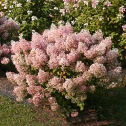 Bobo® Hydrangea Shrub -Evergreen Store Bobo Hyrangea 4 FGT