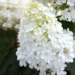 Bobo® Hydrangea Shrub -Evergreen Store Bobo Hyrangea 5