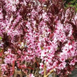 Bonfire Patio Peach Tree 10 Bonfire Patio Peach Tree -Evergreen Store Bonfire Peach 3 FGT