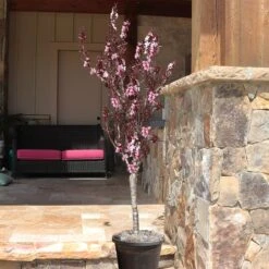 Bonfire Patio Peach Tree 9 Bonfire Patio Peach Tree -Evergreen Store Bonfire Peach 9