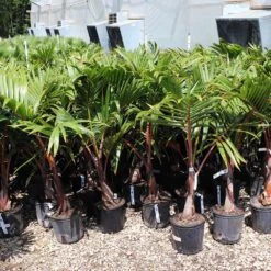 Bottle Palm Tree 8 Bottle Palm Tree -Evergreen Store Bottle Palm 3