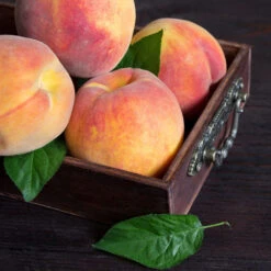 Bounty Peach Tree -Evergreen Store Bounty Peach 3