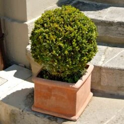 Titan Boxwood Shrub 8 Titan Boxwood Shrub -Evergreen Store Boxwood Titan 6