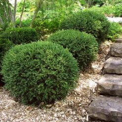 Wintergreen Boxwood Shrub -Evergreen Store Boxwood Wintergreen 2