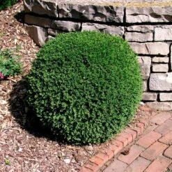 Wintergreen Boxwood Shrub -Evergreen Store Boxwood Wintergreen 3