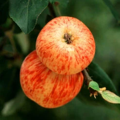 Braeburn & Gala Twisted Apple Tree -Evergreen Store Breaburn