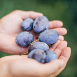 Brooks Plum Tree -Evergreen Store Brooks Plum 3