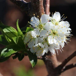 Bubblegum 'Toka' Plum Tree -Evergreen Store Bubblegum Toka Plum 4