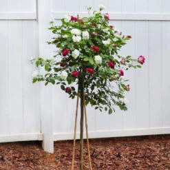 Burgundy Iceberg And Iceberg Two-fer® Rose Tree -Evergreen Store Burgandy Iceburg ROse Tree 4