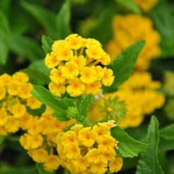 Chapel Hill Yellow Lantana -Evergreen Store CHapel Hill gold lantana 1