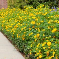 New Gold Lantana 7 New Gold Lantana -Evergreen Store CHapel Hill gold lantana 4