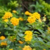 Chapel Hill Yellow Lantana