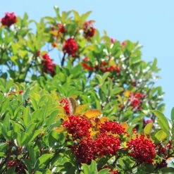 Chindo Sweet Viburnum Shrub -Evergreen Store CHindo Viburnum 1