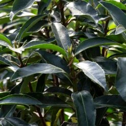 Chindo Sweet Viburnum Shrub -Evergreen Store CHindo Viburnum 3