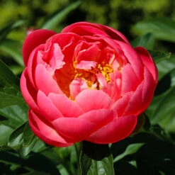 Coral Charm Peony -Evergreen Store COral Charm Peony 3 FGT