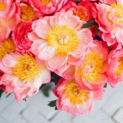 Coral Charm Peony -Evergreen Store COral Charm Peony 6 FGT