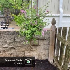 Dwarf Korean Lilac Tree -Evergreen Store CPB DwarfKoreanLilacTree Julie ugc test