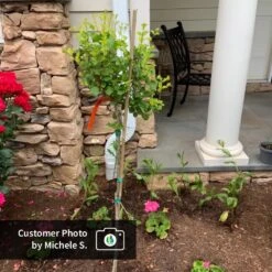 Dwarf Korean Lilac Tree -Evergreen Store CPB DwarfKoreanLilacTree MicheleS ugc test