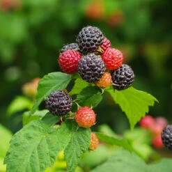 Cumberland Black Raspberry -Evergreen Store CUmberland Black RAspberry 1 FGT