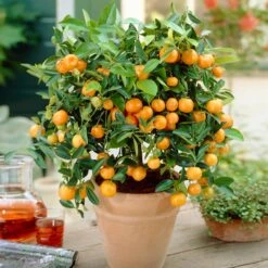 Calamondin Bush -Evergreen Store Calamondin Bush 1