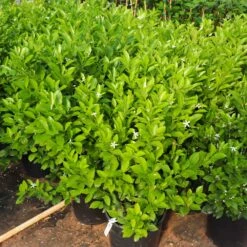 Calamondin Bush -Evergreen Store Calamondin Bush 7