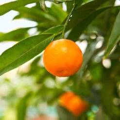 California Honey Mandarin Tree -Evergreen Store California Mandarin 3