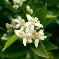 California Honey Mandarin Tree -Evergreen Store California Mandarin 7
