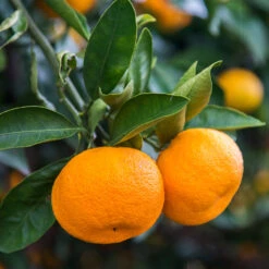 Calamondin Tree -Evergreen Store Calomondin 4 BB 86a33d74 f6d8 4d96 be1b 5a213babf3c2