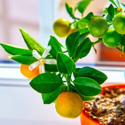 Calamondin Tree -Evergreen Store Calomondin 5