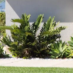 Cardboard Palm Tree -Evergreen Store Cardboard Palm 3 FGT