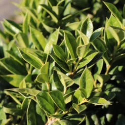 Carissa Holly -Evergreen Store Carissa Holly 2