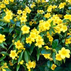 Carolina Jasmine -Evergreen Store Carolina Jessamine Yellow Jasmine 1 FGT