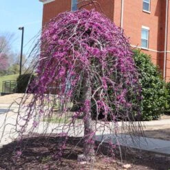 Cascading Hearts Redbud Tree 7 Cascading Hearts Redbud Tree -Evergreen Store CascadingHEarts Redbud 4