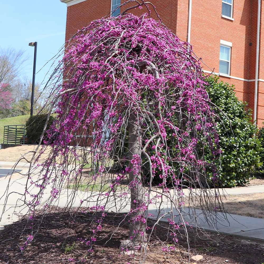 Cascading Hearts Redbud Tree 3 Cascading Hearts Redbud Tree - Image 3