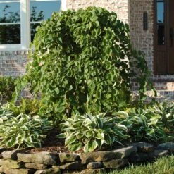 Evergreen Store -Evergreen Store Cascading Hearts Redbud 1