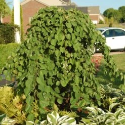 Cascading Hearts Redbud Tree 8 Cascading Hearts Redbud Tree -Evergreen Store Cascading Hearts Redbud 2