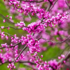 Cascading Hearts Redbud Tree 9 Cascading Hearts Redbud Tree -Evergreen Store Cascading Hearts Redbud 3