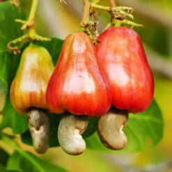 Cashew Tree -Evergreen Store Cashew Nut Tree 7