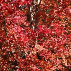 Celebration Maple Tree 7 Celebration Maple Tree -Evergreen Store Celebration Maple 2 FGT