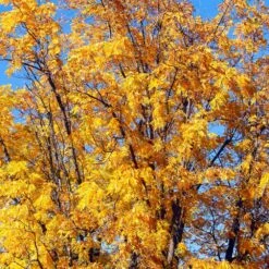 Chandler Walnut Tree 8 Chandler Walnut Tree -Evergreen Store Chandler Walnut 1