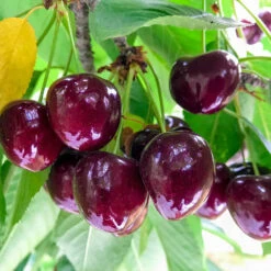 Chelan Cherry Tree -Evergreen Store Chelan Cherry 1