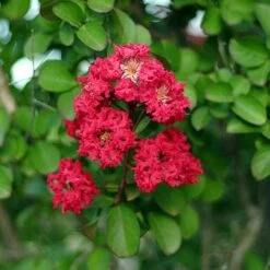 Cherokee Crape Myrtle -Evergreen Store Cherokee Crape Myrtle Closeup D1 450
