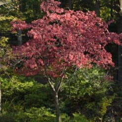 Cherokee Brave Dogwood -Evergreen Store Cherokee Brave Dogwood 2